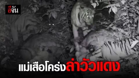 ห้วยขาแข้ง เผยภาพเสือโคร่ง ลากซากวัวแดงให้ลูกกิน