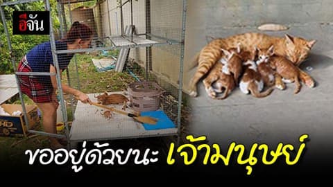 แมวแม่ลูกอ่อน คาบลูกออกจากพุ่มไม้ เหมือนขอมาอยู่ด้วย