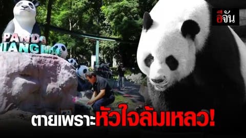 ผลชันสูตร “ช่วงช่วง” ตายเพราะหัวใจล้มเหลว