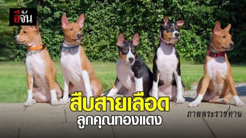 ผสมเทียมลูกคุณทองแดง จากน้ำเชื้อแช่แข็ง