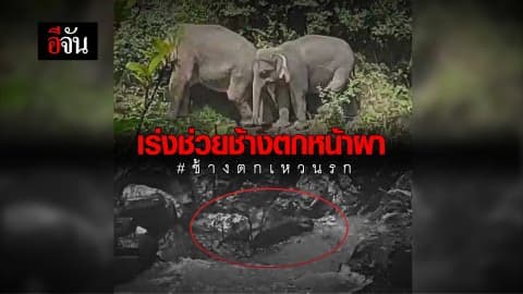 เร่งช่วยช้างตกหน้าผา #เหวนรก