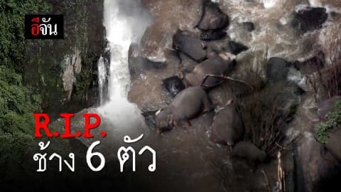 R.I.P. ช้าง 6 ตัว
