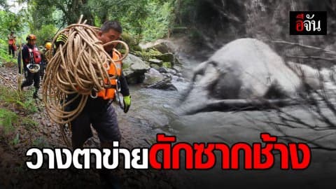 รองอธิบดีกรมอุทยานลงพื้นที่กู้ซากช้างป่าเหวนรก