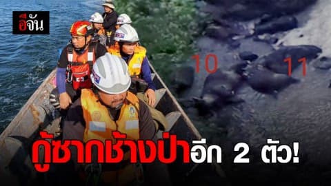 เจ้าหน้าที่ลงเรือ เก็บกู้ซากช้างป่าอีก 2 ตัว