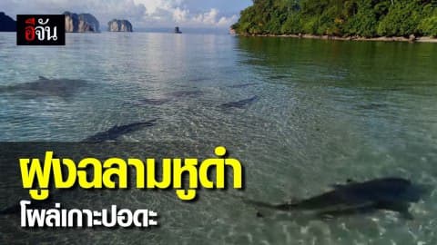 ตื่นตา! ฝูงฉลามหูดำ แหวกว่ายอวดโฉม หากินหน้าชายหาดเกาะปอดะ