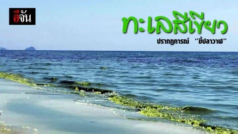 แพลงก์ตอนบลูม ทำหาดวนกร เป็นสีเขียว
