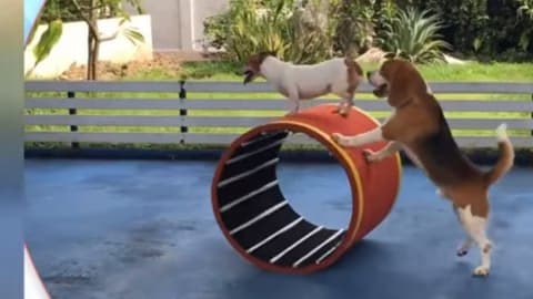 บันเทิงสี่ขา