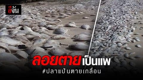 ปลาแป้นตายเกลื่อนหาดภูเก็ต