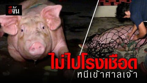 เจ้าหมูบุญรอดกระโดดท้ายรถหนีตาย