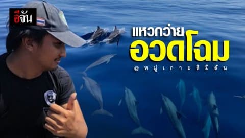 ตื่นตา!!! ฝูงโลมาปากขวด ว่ายอวดโฉมที่หมู่เกาะสิมิลัน