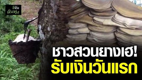 สุราษฎร์ฯ จ่ายเงินประกันราคายางวันแรก