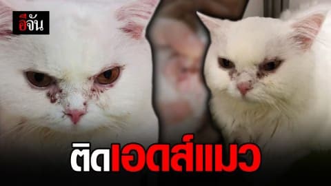 สาวร้อง แมวติดเอดส์แมวจากการถ่ายเลือด หลัง รพ.สัตว์ไม่ตรวจเชื้อ ซ้ำปัดรับผิดชอบ