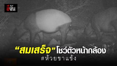 กรมอุทยานฯ ห้วยขาแข้ง เปิดภาพสัตว์ป่าหายาก ตอกย้ำความสมบูรณ์