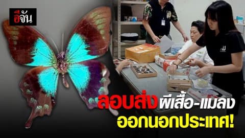 ผีเสื้อ-แมลง ลักลอบส่งออก ในพัสดุตีกลับจากต่างประเทศ!