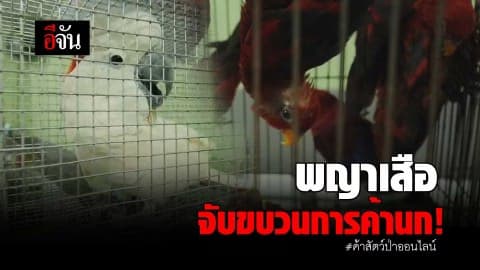 พญาเสือจับขบวนการค้านก! #ค้าสัตว์ป่าออนไลน์