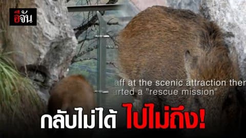 หมูป่าบังเอิญหลงไปอยู่บน ‘ทางเดินพื้นกระจก’