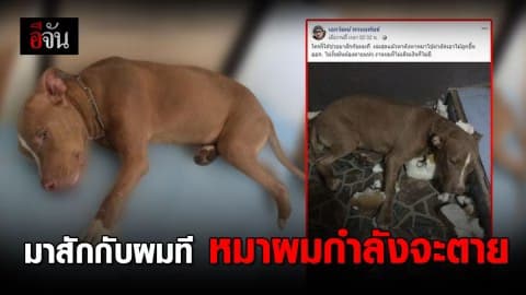 หนุ่มช่างสักโพสต์ของาน หาเงินรักษาหมา