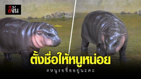 สวนสัตว์ขอนแก่นประกวดตั้งชื่อลูกฮิปโปแคระตัวใหม่