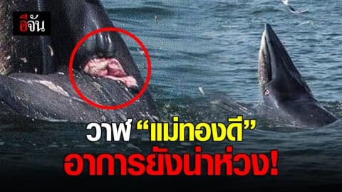 วาฬบรูด้า “แม่ทองดี” มีแผลลึกข้างปากและตา