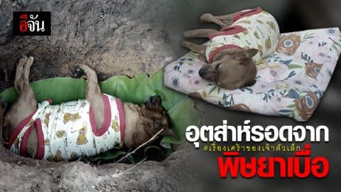 “เจ้าตัวเล็ก” อุตส่าห์รอดจากพิษยาเบื่อ อยู่ได้ถึง 11 ปี วันนี้จากไปแล้ว