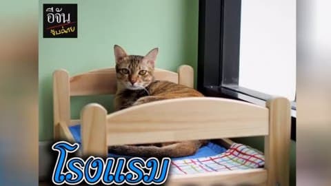 อีจันจับฉ่าย พาไปจับโรงแรมแมว