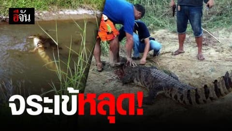 ผวา! จระเข้หลุดจากฟาร์ม