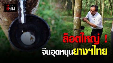 จีนอุดหนุนยางพาราไทยกว่า  260,000 ตัน