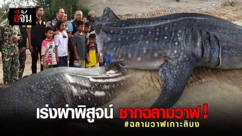 พบซากฉลามวาฬ บริเวณหินกองหินภา ใกล้กับเกาะลิบง จ.ตรัง