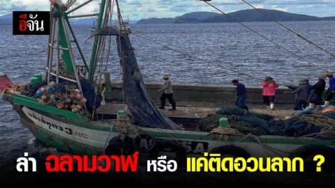 ล่า ฉลามวาฬ หรือ แค่ติดอวนลาก?