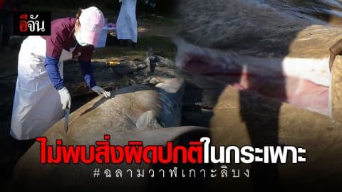ผลผ่าพิสูจน์ฉลามวาฬที่เกาะลิบง ไม่พบสิ่งผิดปกติในกระเพราะ