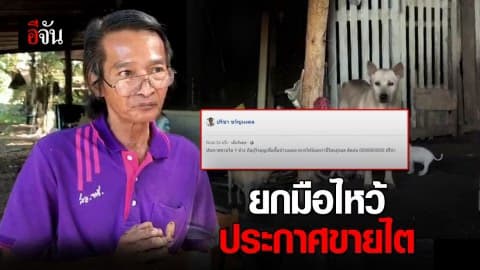 ประกาศขายไต หาเงินช่วยชีวิต หมา-แมว