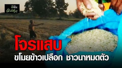 เตือนชาวนา ระวังโจรขโมยข้าวเปลือก