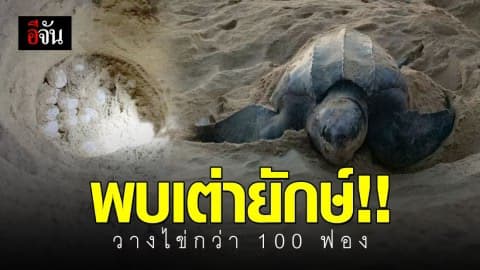 พบเต่ามะเฟืองยักษ์ ขึ้นวางไข่ที่หาดท้ายเมือง กว่า 100 ฟอง