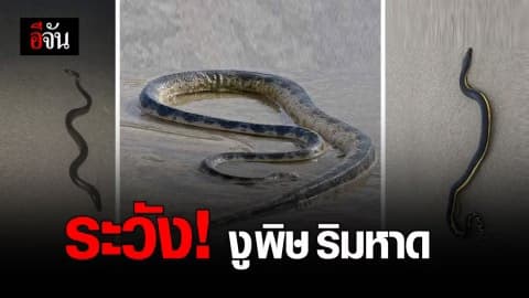 เตือนภัย! คนเที่ยวทะเล ระวังงูพิษ ริมหาด