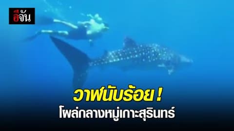 ฝูงวาฬนับร้อย โผล่อวดโฉม เซอร์ไพรส์นักท่องเที่ยว