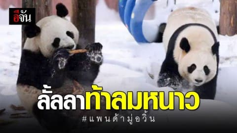 “แพนด้ามู่อวิ้น” เริงร่าท้าลมหนาวในฉางชุน