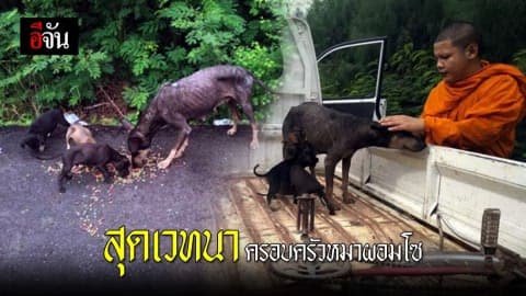 โซเชียลแห่ชื่นชม! หลวงพี่เก็บสุนัขแม่ลูกอ่อน พร้อมลูก สภาพผอมโซ มาเลี้ยง