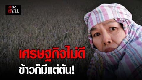 ชาวนาระทม ข้าวในนาแห้งตาย ไม่ได้ผลผลิต