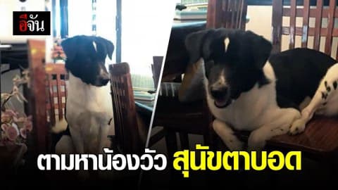 ตามหาน้องวัว สุนัขตาบอด พลัดหลงกับเจ้าของ