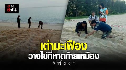 เฮ! เต่ามะเฟืองวางไข่ที่ชายหาดพังงา