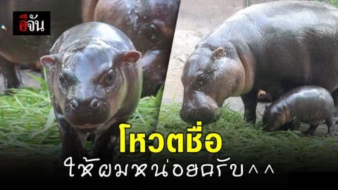 สมาชิกใหม่สวนสัตว์เปิดเขาเขียว “ลูกฮิปโปแคระ”