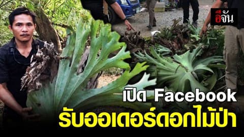เหยี่ยวดง ร่วมมือ พยัคฆ์ไพร บุกบ้านเจ้าของเฟซบุ๊ก รับออเดอร์ ลอบเก็บดอกไม้ป่าหายาก
