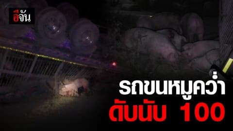 รถขนหมูพลิกคว่ำ ตายเกลื่อนถนนกว่า 100 ชีวิต