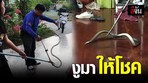 เชื่อมาให้โชค! ไม่อยู่บ้านนานกลับมาเปิดประตูพบงูอยู่ภายในบ้าน งานนี้ชาวบ้านแห่ตีเลขเด็ด