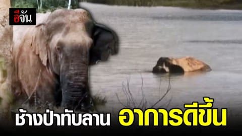 ช้างป่าทับลานถูกทำร้าย อาการดีขึ้นแล้ว