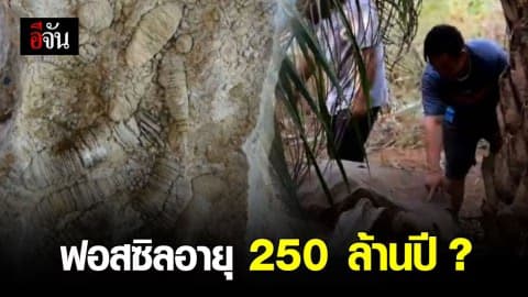 สระแก้ว- พบซากฟอสซิลอายุหลายล้านปี ในสวนปาล์ม