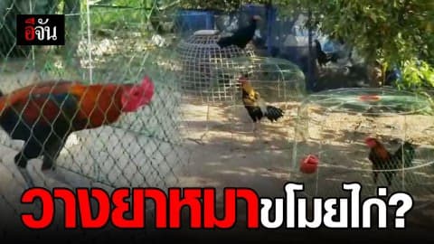เจ้าของฟาร์มไก่ชน ร้องสื่อ เชื่อถูกหัวขโมยวางยาเบื่อหมา แล้วขโมยไก่