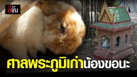 รับบริจาคศาลพระภูมิเก่า เป็นบ้านใหม่ให้กระต่าย
