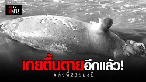 สลด! พบซากพะยูนเกยตื้นตายอีกแล้ว @เกาะลันตา