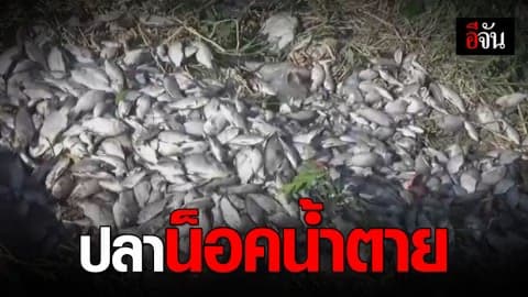 อากาศเย็น “ปลาน็อคน้ำ” ตายเกลื่อนบึงของหมู่บ้านใน จ.สมุทรปราการ